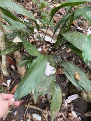 Aspidistra elatior