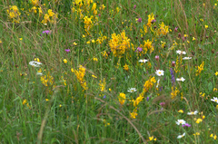 Genista tinctoria