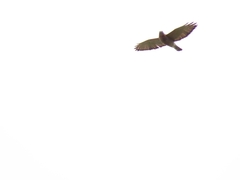 Buteo platypterus