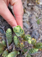 Veronica gibbsii
