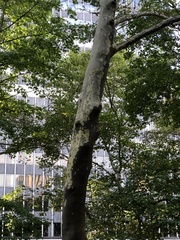 Platanus × hispanica