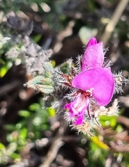 Indigofera glomerata