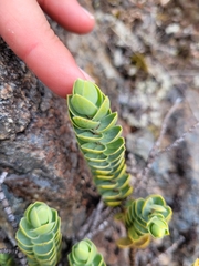 Veronica gibbsii