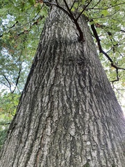 Quercus rubra