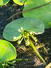 Nymphoides indica