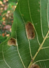 Aceria erinea