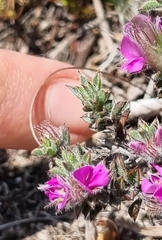 Indigofera glomerata