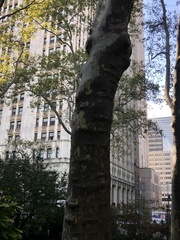 Platanus × hispanica