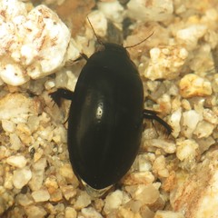 Rhantus atricolor