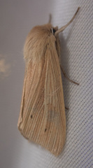 Mythimna oxygala