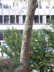 Platanus × hispanica