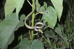 Ahaetulla mycterizans