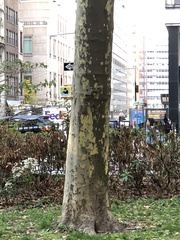 Platanus × hispanica