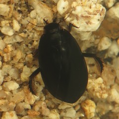 Rhantus atricolor