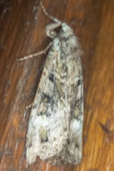 Anaplectoides prasina