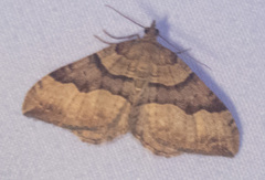 Xanthorhoe