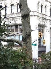 Platanus × hispanica