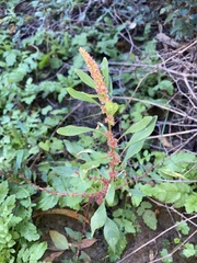 Amaranthus tuberculatus