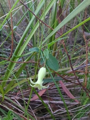 Billardiera mutabilis