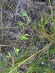 Billardiera mutabilis