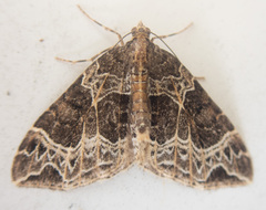 Ecliptopera silaceata