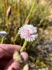 Sorocephalus lanatus