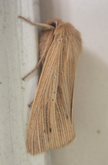 Mythimna oxygala