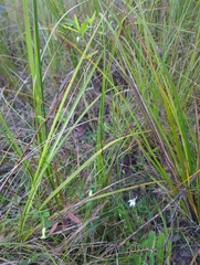 Billardiera mutabilis