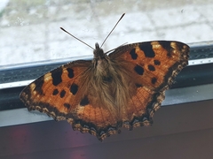 Nymphalis polychloros