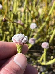 Sorocephalus lanatus