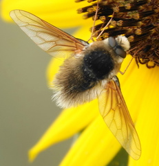 Anastoechus barbatus