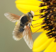 Anastoechus barbatus