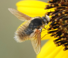 Anastoechus barbatus