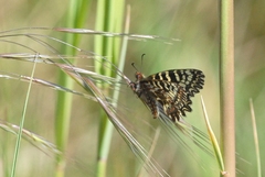 Zerynthia polyxena