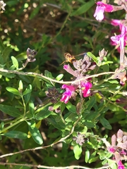 Euodynerus pratensis