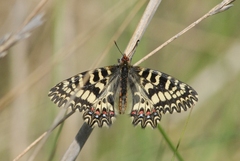 Zerynthia polyxena