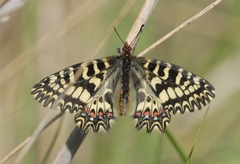 Zerynthia polyxena