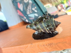 Melongena