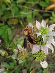 Cerceris bicornuta