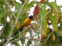 Chlorophonia cyanocephala