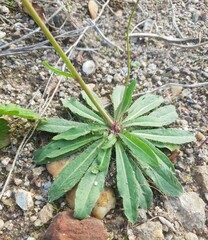 Pilosella piloselloides