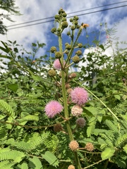 Mimosa pigra