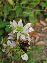 Cerceris bicornuta