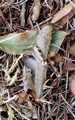 Anacridium aegyptium