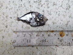 Polyipnus clarus