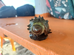 Melongena