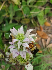 Cerceris bicornuta