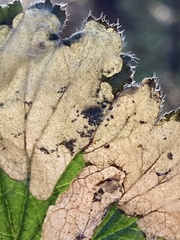 Metallus lanceolatus
