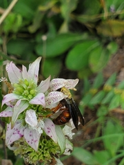 Cerceris bicornuta
