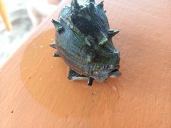 Melongena